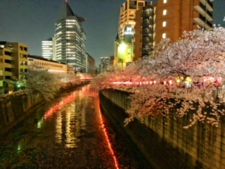 sakura.png